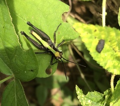 Melanotettix dibelonius