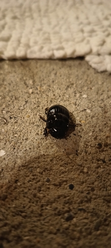 Copris lunaris