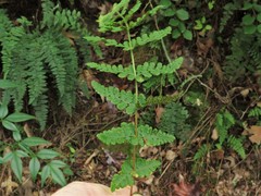 Woodsia appalachiana