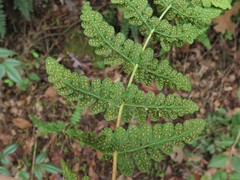 Woodsia appalachiana
