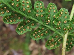 Woodsia appalachiana