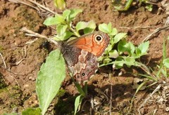Paramacera xicaque xicaque