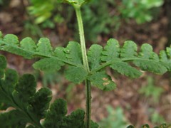 Woodsia appalachiana
