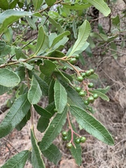 Ozoroa sphaerocarpa