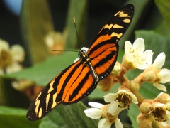 Eueides isabella eva