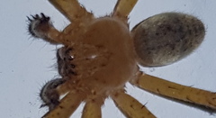 Curicaberis