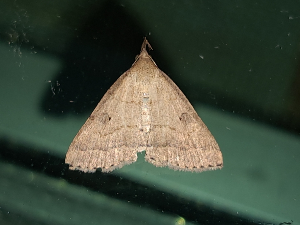 Polypogon radula