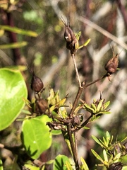 Hypericum densiflorum