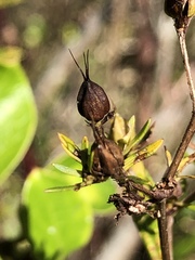 Hypericum densiflorum