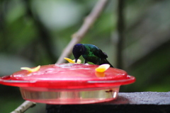 Chrysuronia oenone