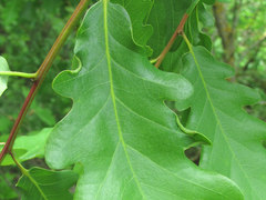 Macrodiplosis roboris