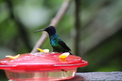 Chrysuronia oenone