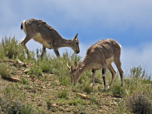 Bharal