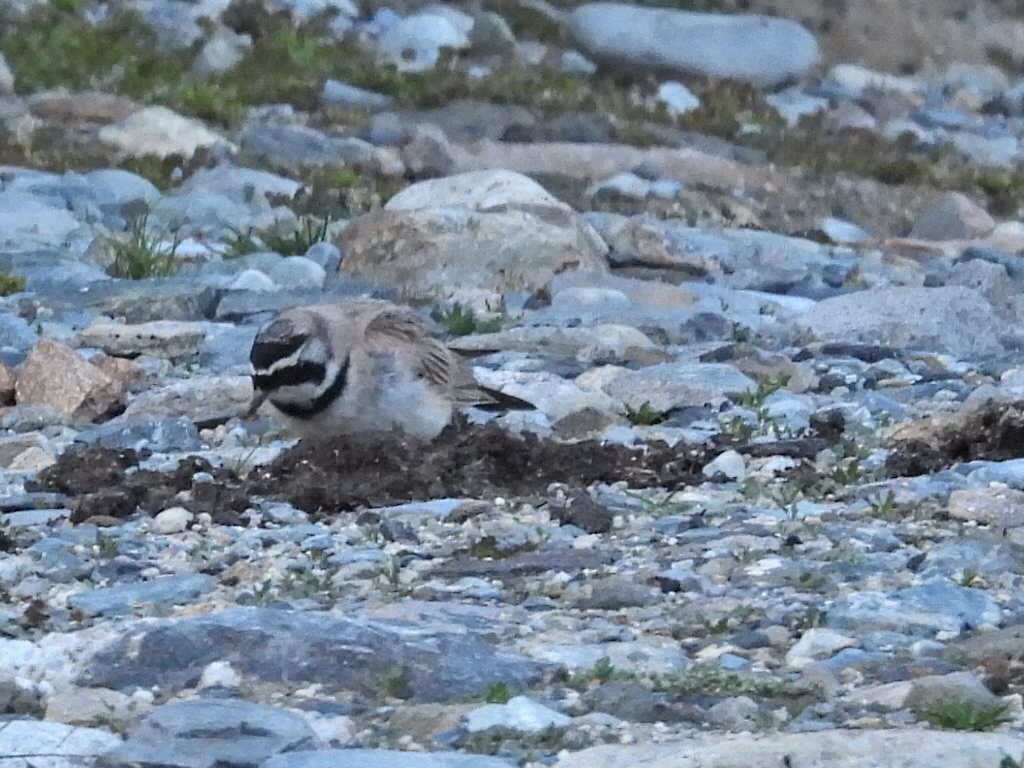 Horned Lark