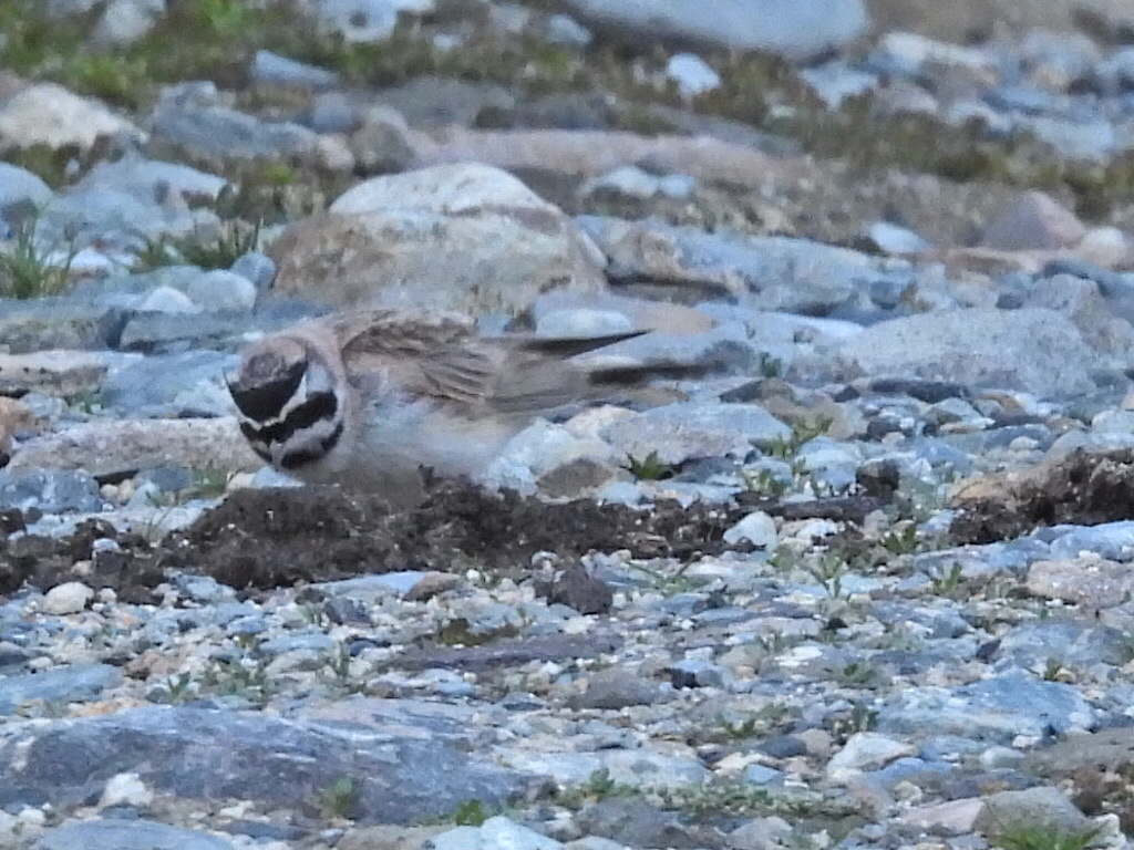 Horned Lark