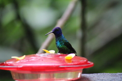 Chrysuronia oenone