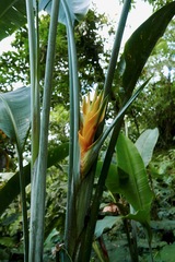 Heliconia caribaea