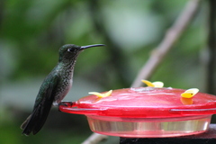 Taphrospilus hypostictus