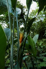 Heliconia caribaea