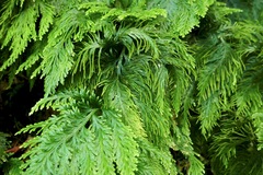 Selaginella flabellata
