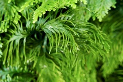 Selaginella flabellata