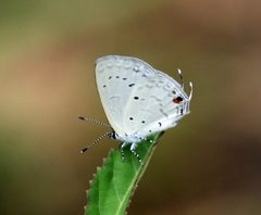 Eicochrysops hippocrates