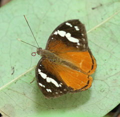 Aterica rabena