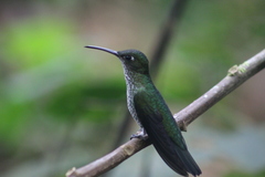 Taphrospilus hypostictus