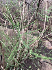 Asparagus cooperi