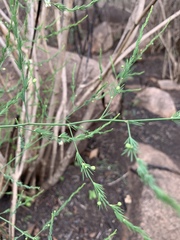 Asparagus cooperi