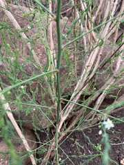 Asparagus cooperi