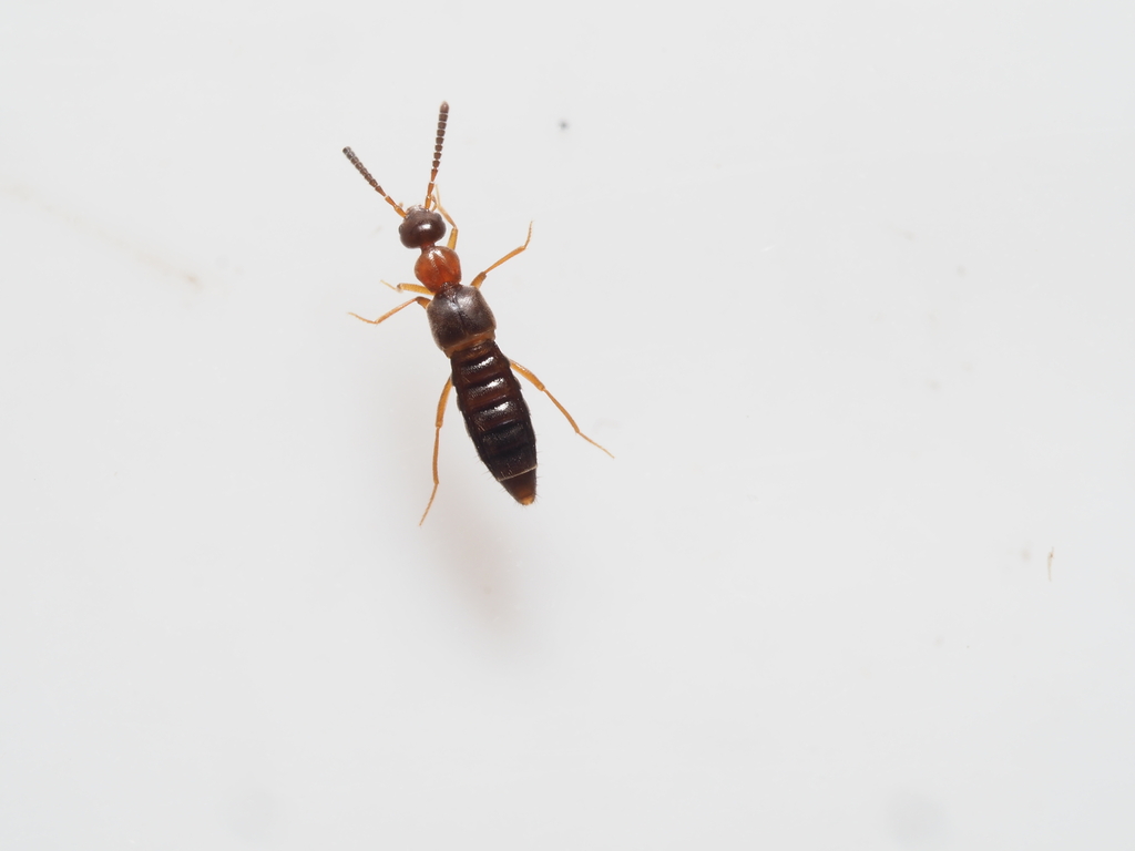 Falagrioma thoracica