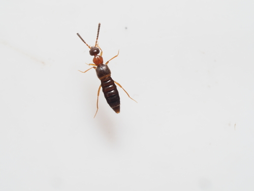 Falagrioma thoracica