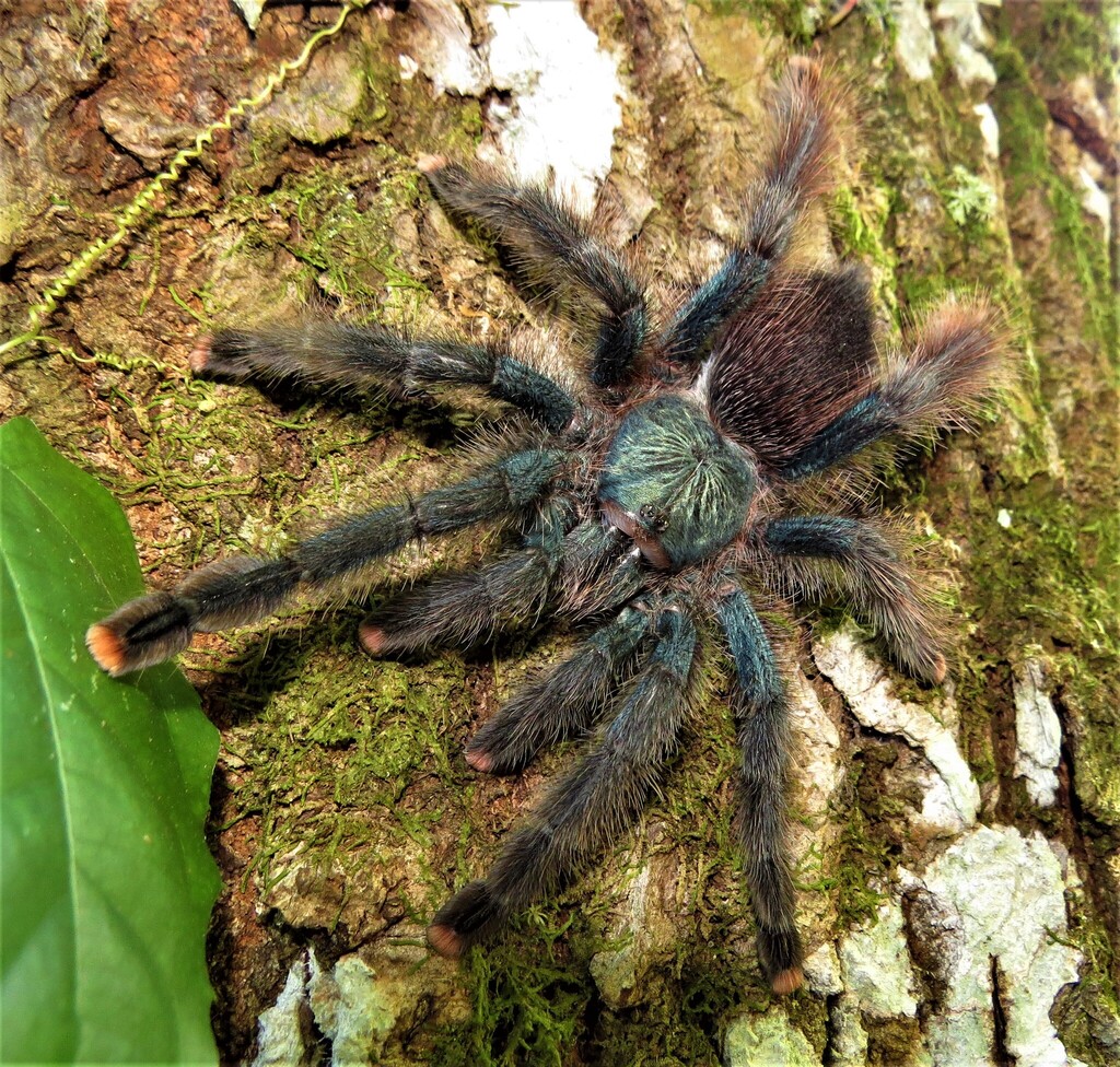 Pinktoe Tarantula