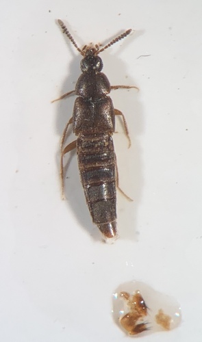 Oxypoda brevicornis