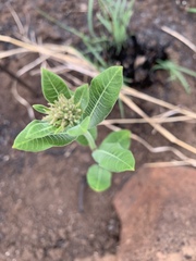 Raphionacme galpinii