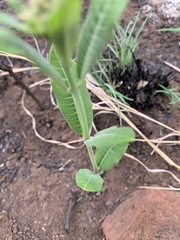 Raphionacme galpinii