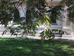 Styphnolobium japonicum