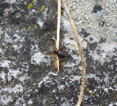 Euryopis episinoides