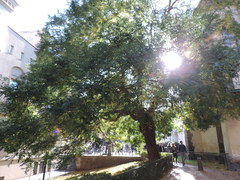 Styphnolobium japonicum