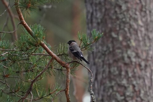 Eurasian Bullfinch