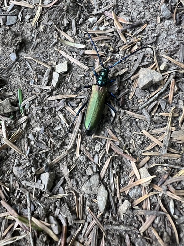 Musk beetle photo 2