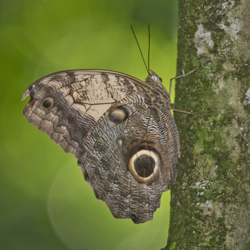 Pale Owl Caligo telamonius (C. & R. Felder, 1862)