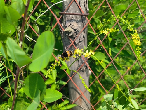 Phytomia zonata