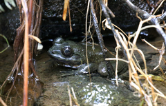 Mantidactylus grandidieri
