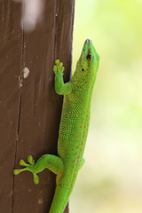 Madagascar Day Gecko photo 3