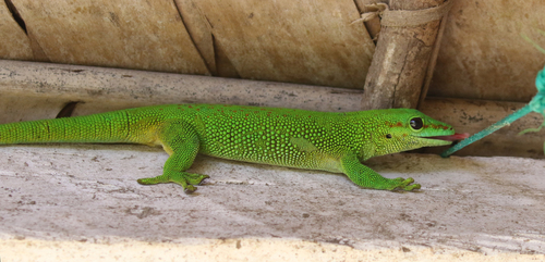 Madagascar Day Gecko