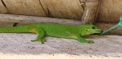 Madagascar Day Gecko photo 4