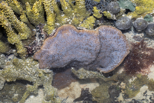 Pseudoceratina purpurea observed 2025-08-12