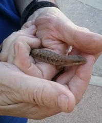 Elgaria multicarinata